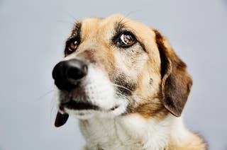 A dog looks pensively off camera.